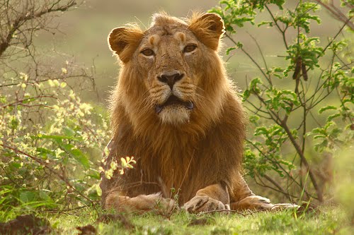 Asiatic_Lion_Persica_Indian_5