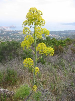 800px-Ferula_communis03