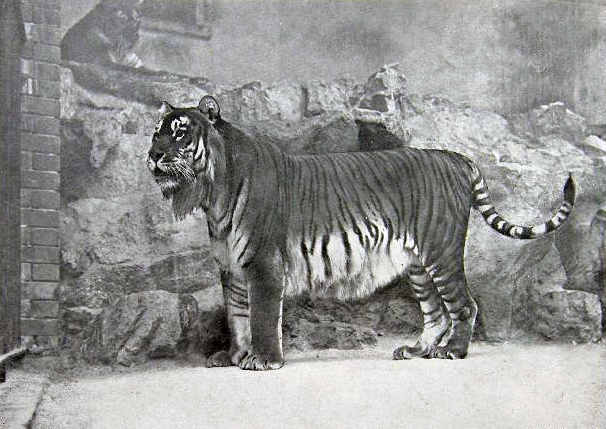 Panthera_tigris_virgata