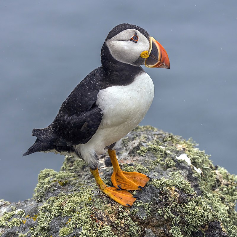 Puffin_(Fratercula_arctica)